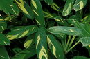 Maranta Arundinacea